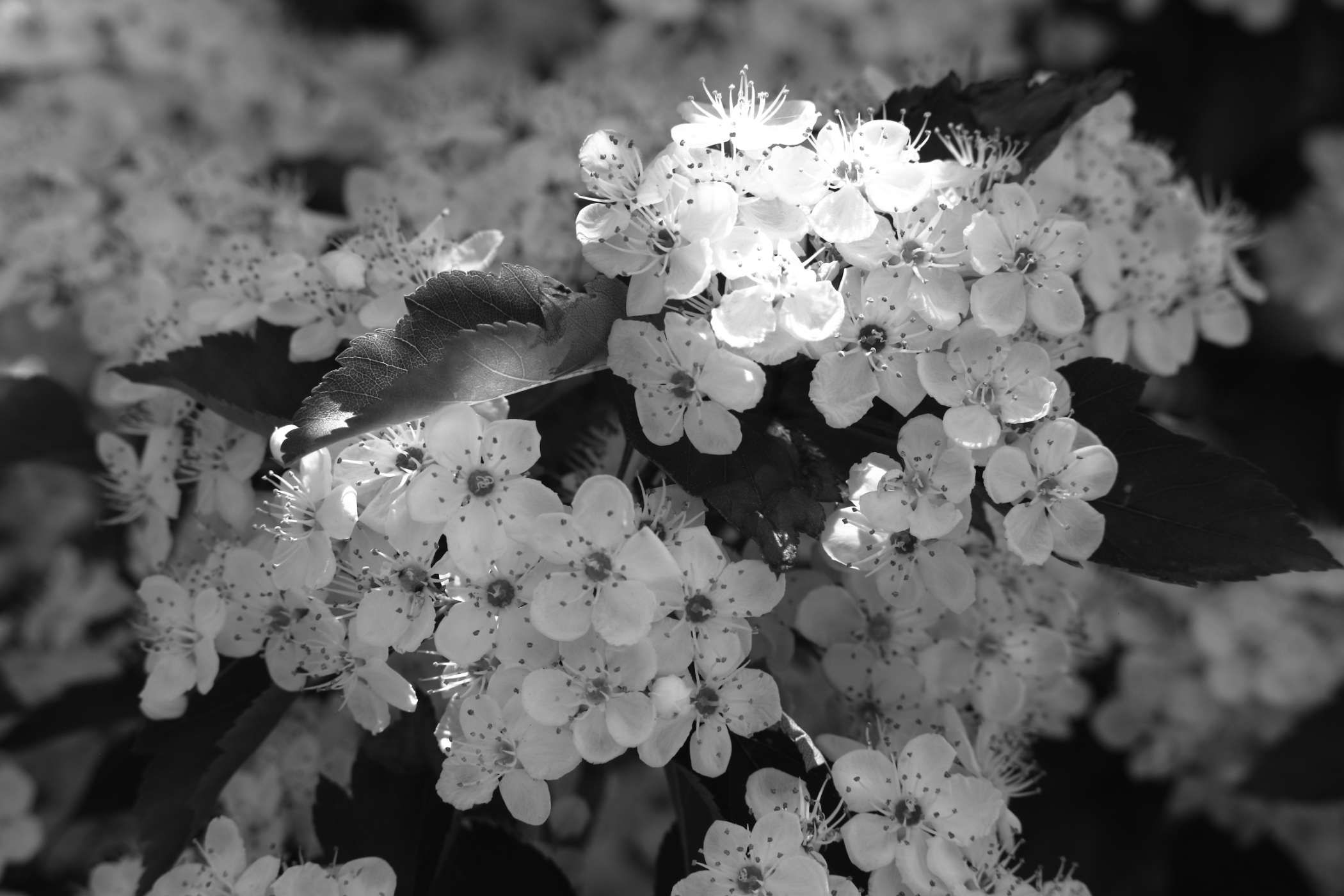 2017 05 18 HTP 18354ebw
